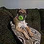 animal, brown_fur, couch, dog, ears, face, furniture, green_toy, home, indoor, looking, pet, pillow, pug, relaxed, sitting, snout, toy, wall_art, wrinkled_face