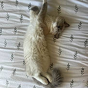 Sully is registered to the contest to win money with this photo: cat, fluffy, bed, white, sleeping, relaxed, paw, tail, patterned_sheet, indoor, pet, animal, cozy, cute, fur, resting, domestic, cute_pet, mammal, feline