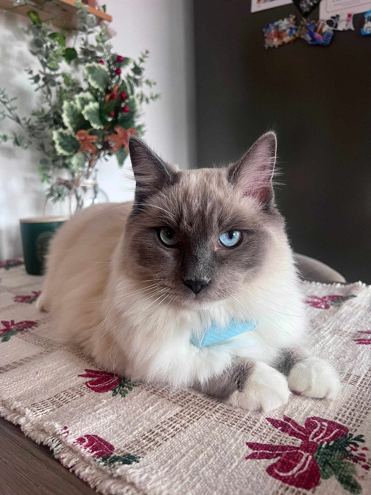 Sully is registered to the contest to win money with this photo: cat, blue_eyes, fluffy, tablecloth, indoor, plant, holiday_decor, closeup, pet, feline, whiskers, ears, paws, resting, domestic_animal, fur, cute, looking_at_camera, home, decor