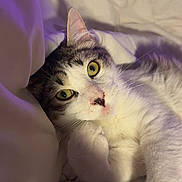 Brioche a rejoint le concours — aidez-le/la à gagner de superbes lots ! cat, pet, animal, feline, white, gray, eyes, whiskers, blanket, bed, cozy, indoor, soft, fur, cute, relaxed, portrait, closeup, sleepy, paw