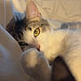cat, pet, close_up, bed, paw, fur, yellow_eye, relaxing, indoor, soft_light, whiskers, sleepy, feline, cute, cozy, two_cats, blurred_foreground, domestic_animal, resting, warm