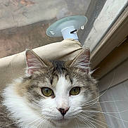 Brioche a rejoint le concours — aidez-le/la à gagner de superbes lots ! animal, beige_fabric, cat, closeup, curious, cute, domestic_cat, face, feline, fluffy, indoor, natural_light, pet, portrait, relaxed, resting, soft_fur, whiskers, window, yellow_eyes