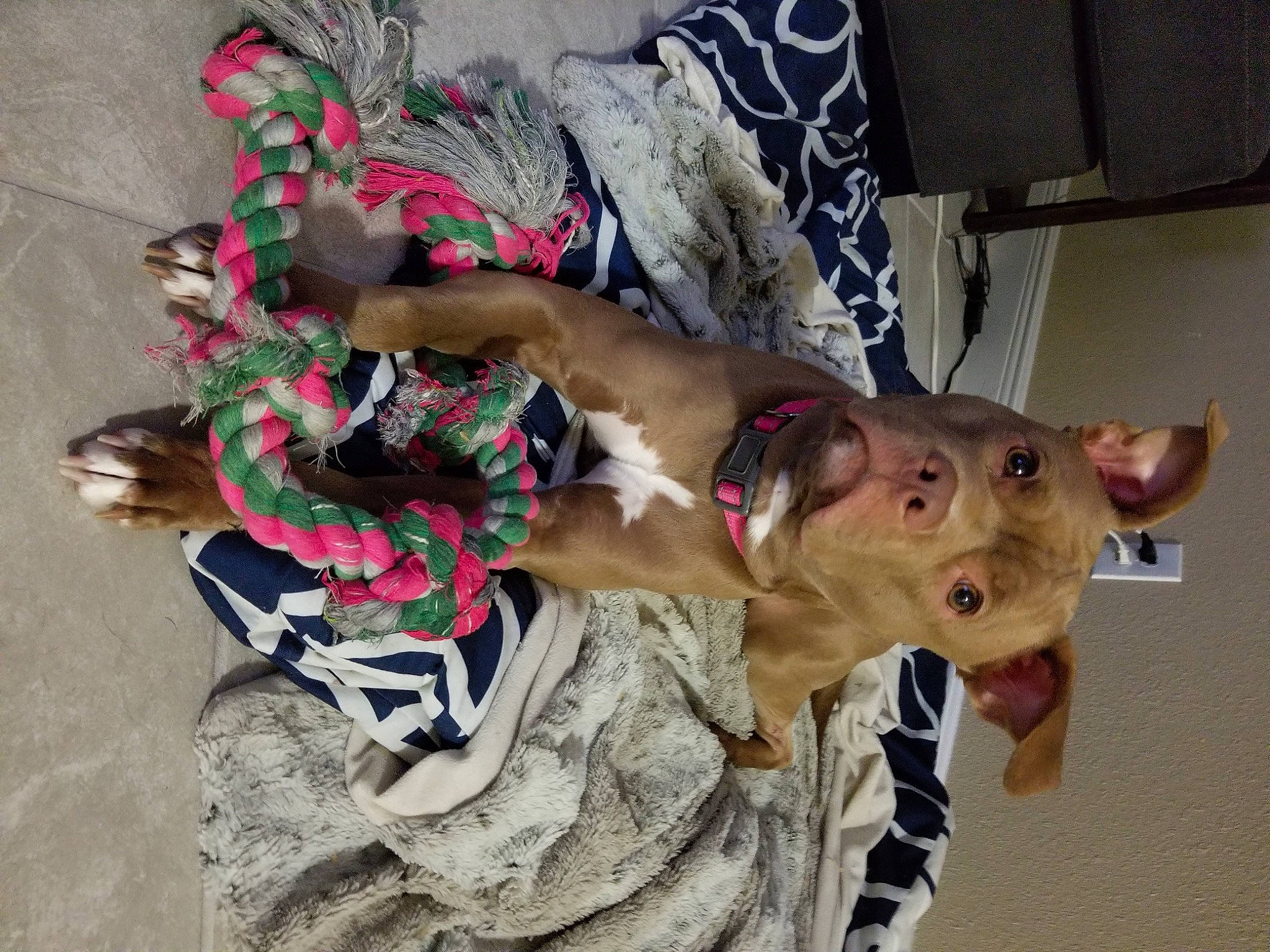 Gracie is registered to the contest to win money with this photo: canidae, carnivore, collar, companion_dog, couch, dog, dog_breed, dog_collar, dog_supply, fawn, fur, guard_dog, linens, non_sporting_group, pet_supply, snout, sporting_group, terrestrial_animal, working_animal