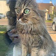 Tora participe au concours pour gagner de l'argent avec cette photo : cat, tabby_cat, green_eyes, whiskers, window_reflection, feline, pet, outdoor, house, car, sunlight, fur, close_up, animal, domestic_animal, portrait, curious, sitting, daylight, soft_light