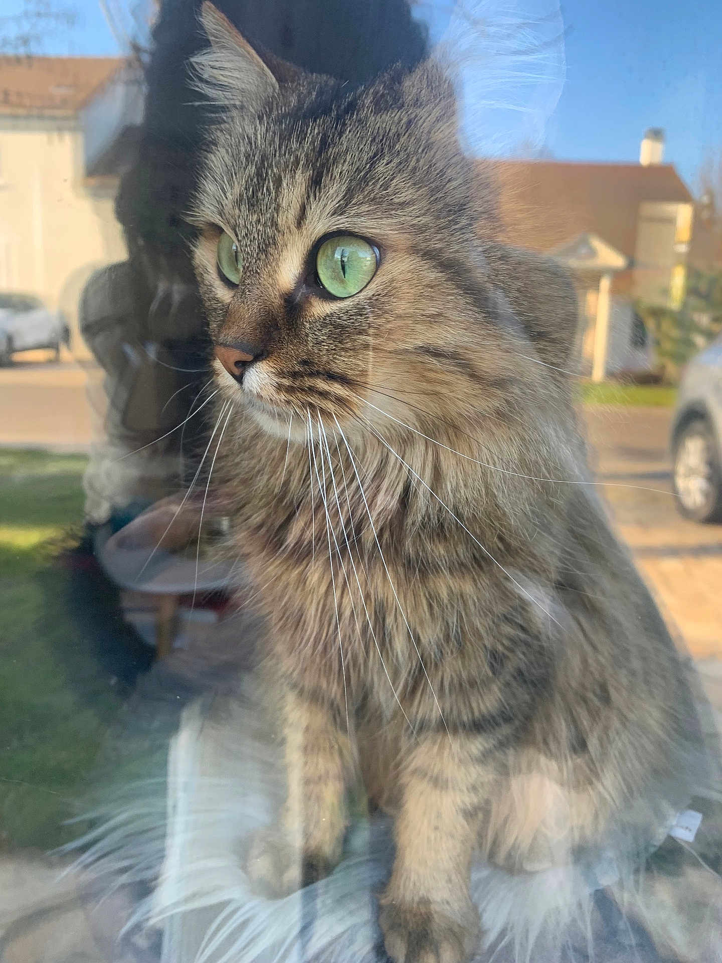 Tora participe au concours pour gagner de l'argent avec cette photo : cat, tabby_cat, green_eyes, whiskers, window_reflection, feline, pet, outdoor, house, car, sunlight, fur, close_up, animal, domestic_animal, portrait, curious, sitting, daylight, soft_light