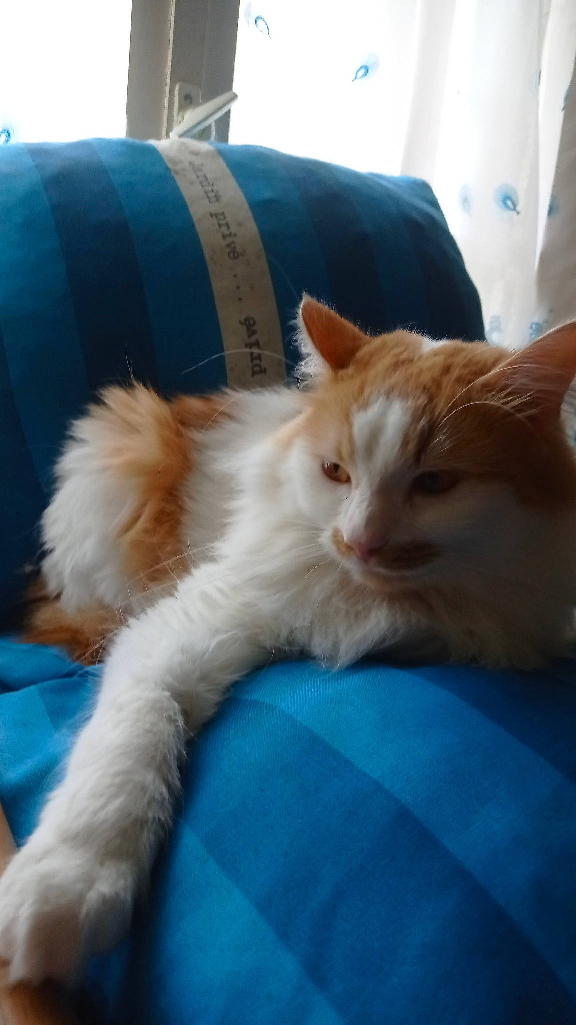 Papillons participe au concours pour gagner de l'argent avec cette photo : carnivore, cat, claw, comfort, domestic_short_haired_cat, fawn, felidae, fur, gesture, nap, paw, sitting, small_to_medium_sized_cats, snout, tail, whiskers, window