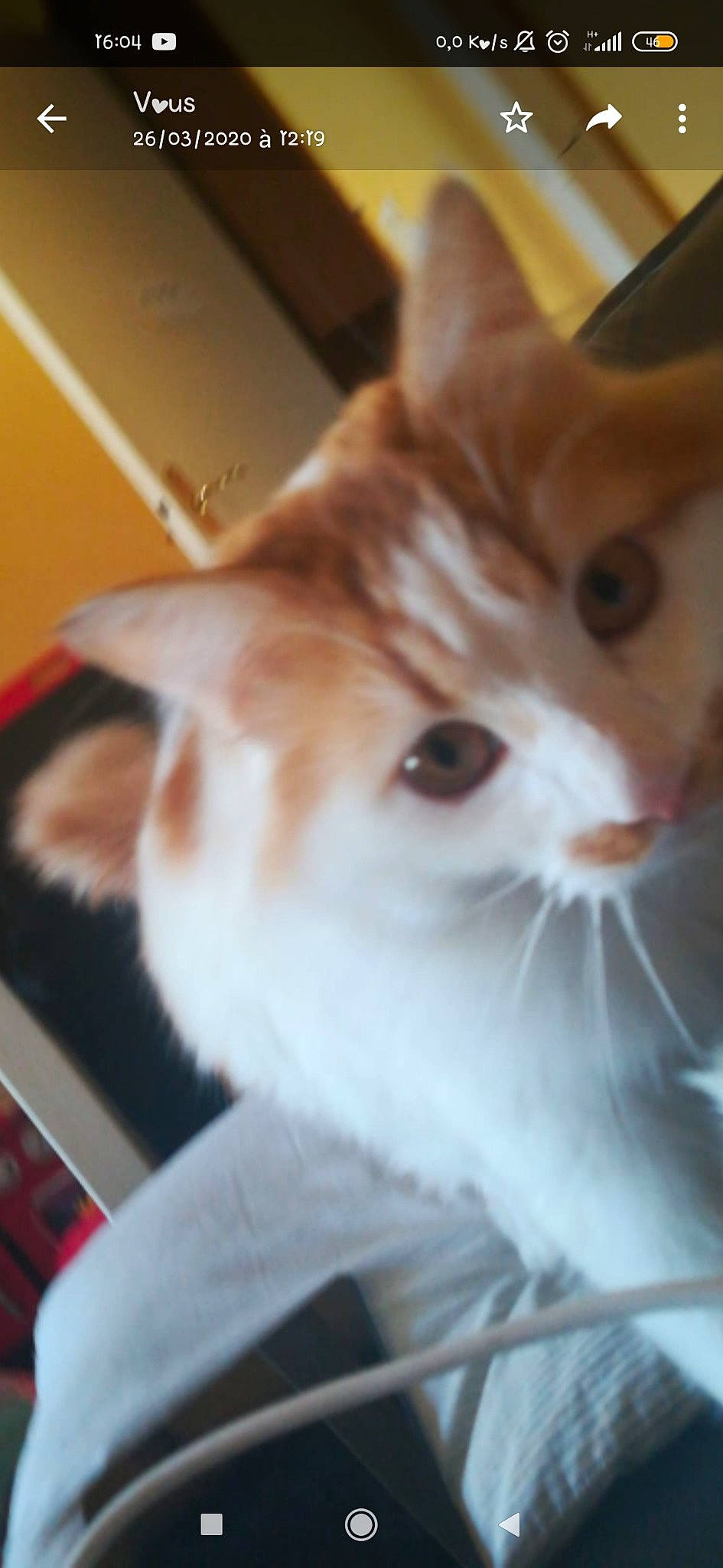 Papillons participe au concours pour gagner de l'argent avec cette photo : carnivore, cat, domestic_short_haired_cat, ear, fawn, felidae, fur, mammal, small_to_medium_sized_cats, snout, tail, vertebrate, whiskers, wood