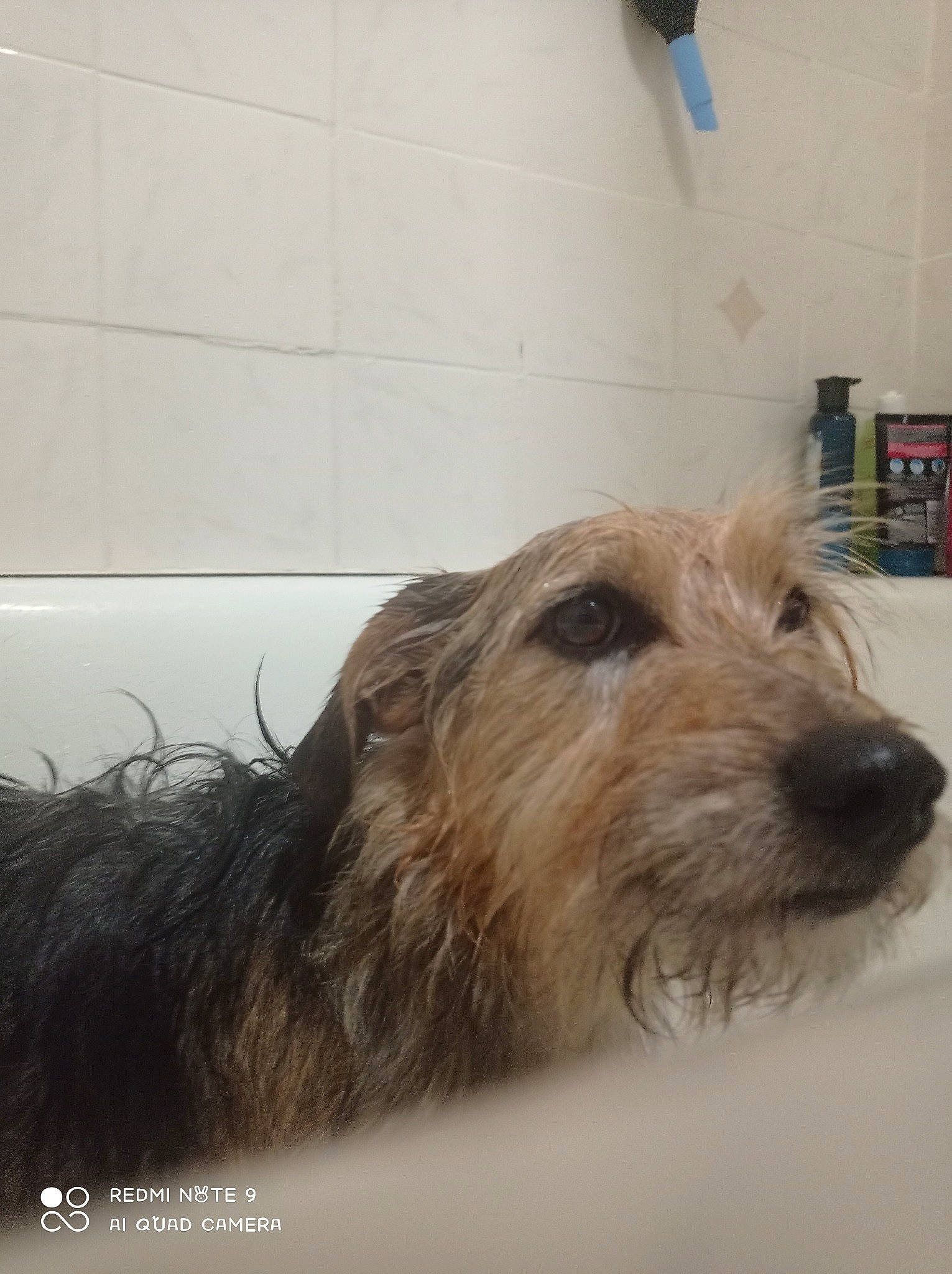 Ola a rejoint le concours — aidez-le/la à gagner de superbes lots ! carnivore, companion_dog, dog, dog_breed, dog_supply, flooring, fur, liver, shelf, small_terrier, snout, sporting_group, terrestrial_animal, terrier, working_animal, working_terrier