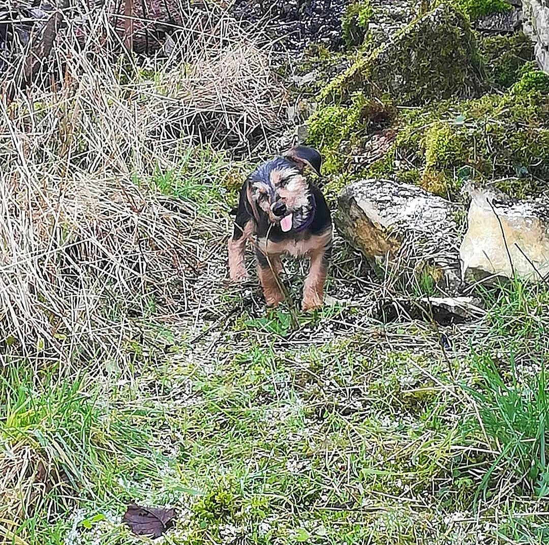 Ola a rejoint le concours — aidez-le/la à gagner de superbes lots ! canidae, carnivore, grass, grass_family, grassland, groundcover, jungle, landscape, natural_landscape, pasture, people_in_nature, plant, plant_community, prairie, shrub, soil, sporting_group, terrestrial_animal, wildlife, working_animal