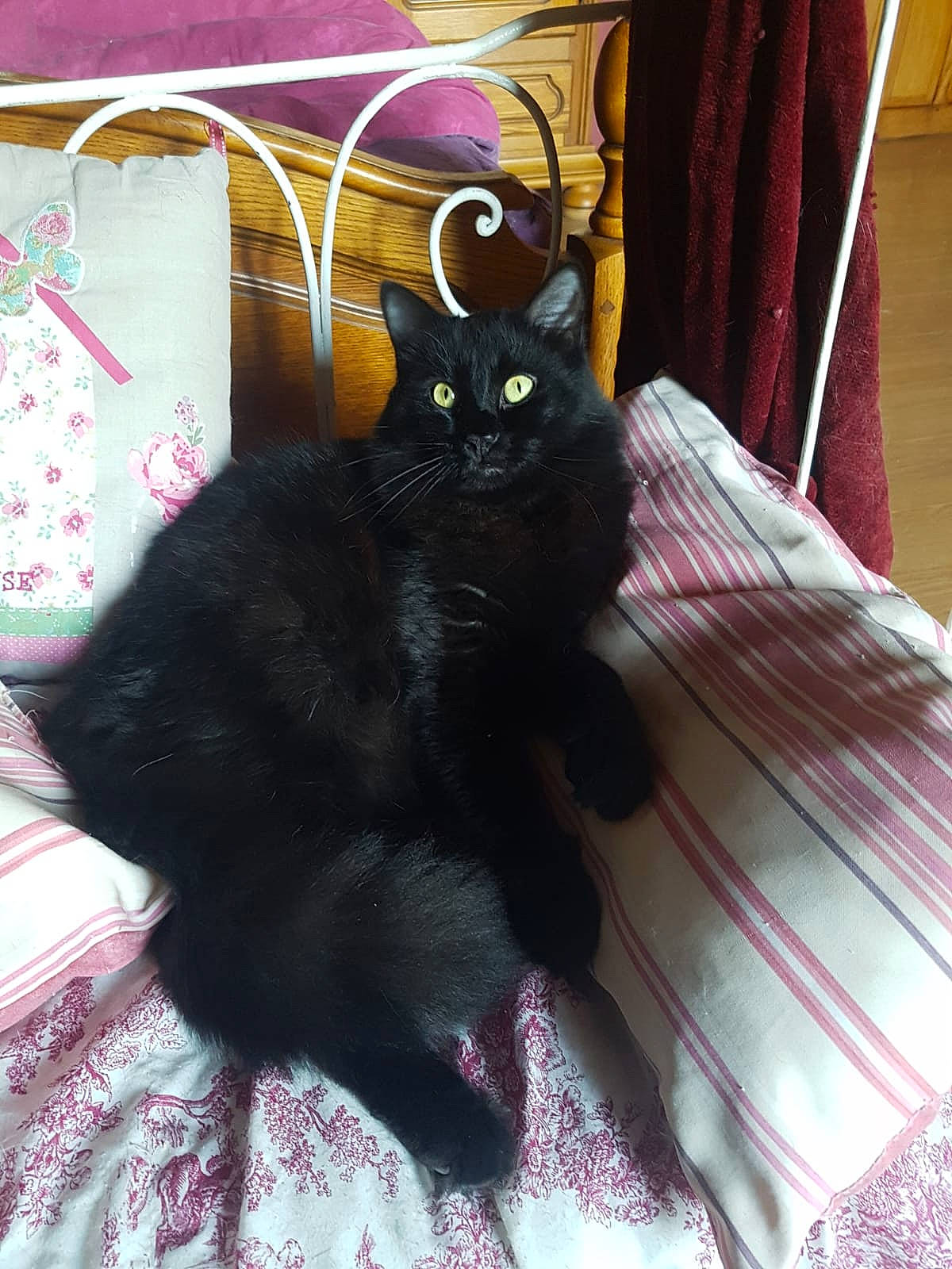 Ruby a rejoint le concours — aidez-le/la à gagner de superbes lots ! black_cat, bombay, carnivore, cat, cat_supply, claw, comfort, curtain, domestic_short_haired_cat, felidae, fur, lamp, linens, paw, plant, room, small_to_medium_sized_cats, tail, whiskers