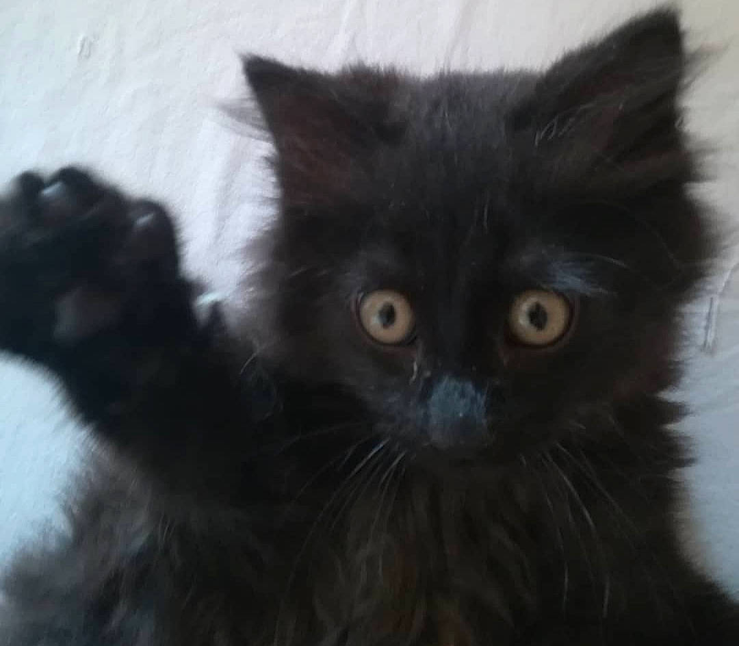 Ruby participe au concours pour gagner de l'argent avec cette photo : black_cat, carnivore, cat, felidae, fur, small_to_medium_sized_cats, terrestrial_animal, vertebrate, whiskers, window