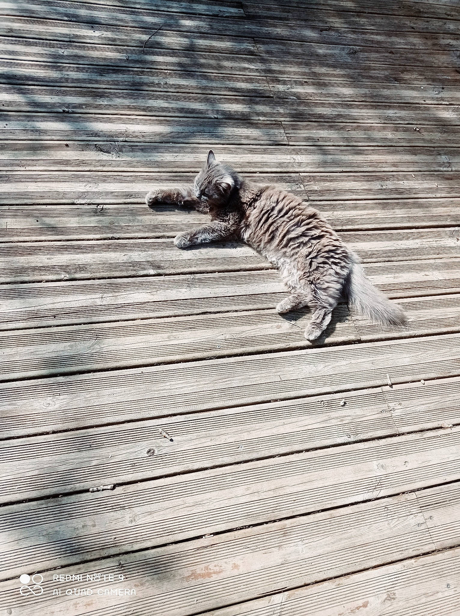 Noukette participe au concours pour gagner de l'argent avec cette photo : automotive_tire, big_cats, carnivore, felidae, flooring, fur, grass, landscape, pattern, road_surface, roof, small_to_medium_sized_cats, snout, tail, terrestrial_animal, tiger, tree, whiskers, wildlife, wood