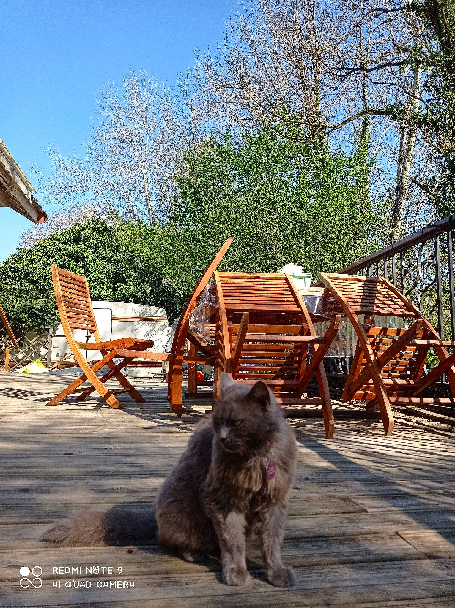 Noukette a rejoint le concours — aidez-le/la à gagner de superbes lots ! carnivore, cat, chair, dog_breed, fawn, felidae, grass, hardwood, landscape, leisure, outdoor_furniture, road_surface, roof, shade, sky, small_to_medium_sized_cats, soil, tail, tree, wood