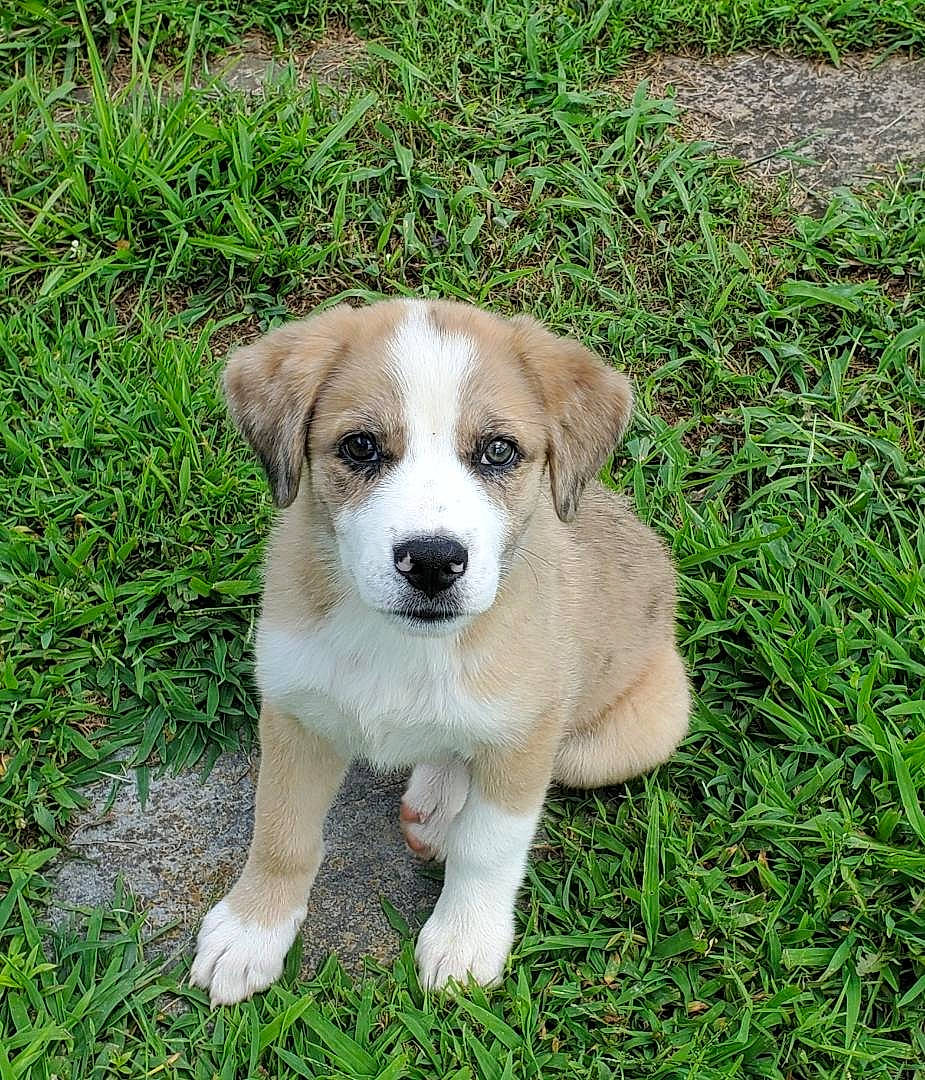 Dakota is registered to the contest to win money with this photo: ancient_dog_breeds, canidae, carnivore, companion_dog, dog, dog_breed, fawn, grass, groundcover, hunting_dog, plant, snout, soil, sporting_group, terrestrial_animal, whiskers, working_animal, working_dog