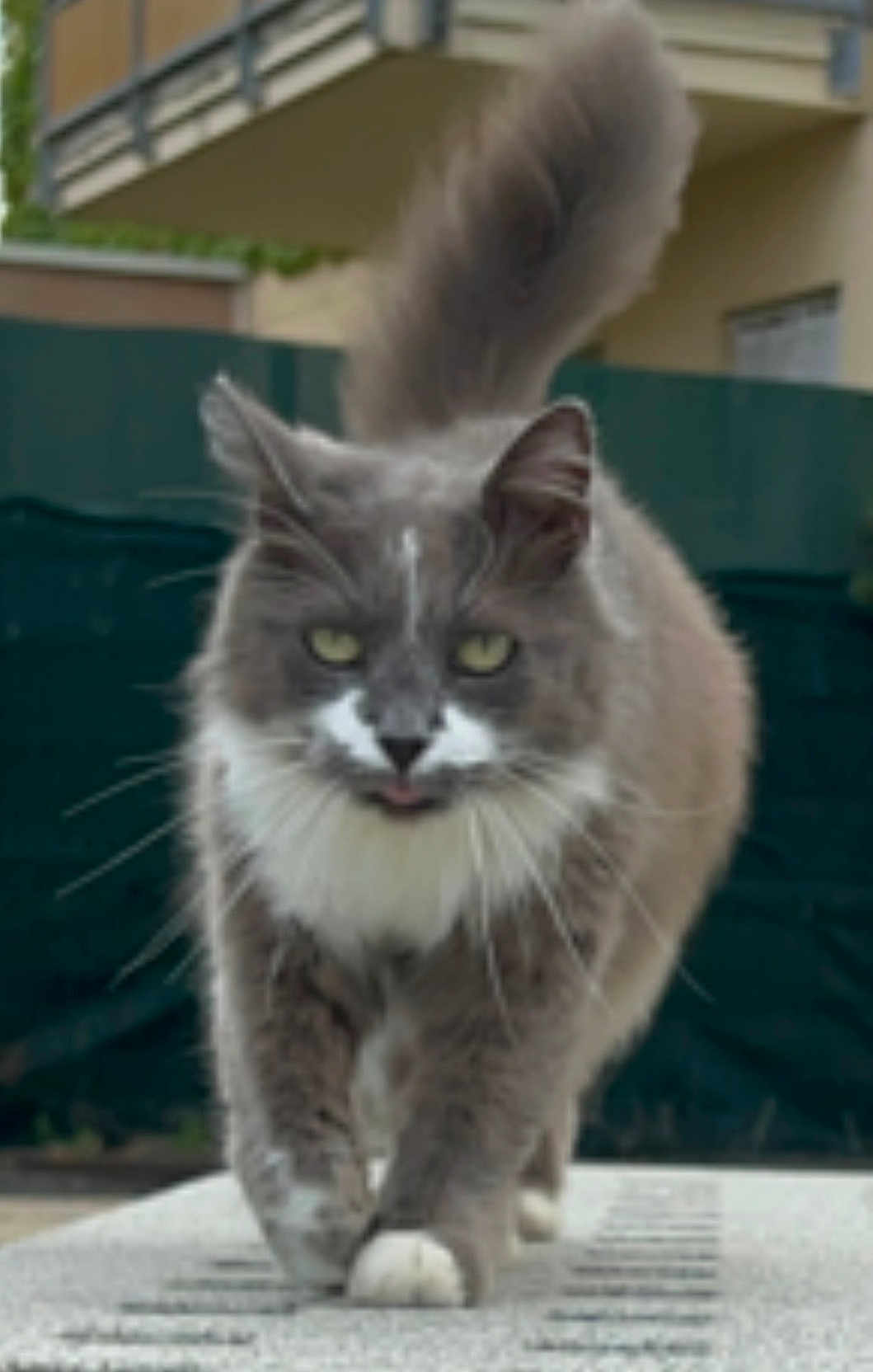 Kawa a rejoint le concours — aidez-le/la à gagner de superbes lots ! cat, gray_cat, white_fur, fluffy, walking, outdoor, tail_up, confident, animal, pet, whiskers, close_up, feline, paws, green_eyes, building, fence, daylight, nature, curious