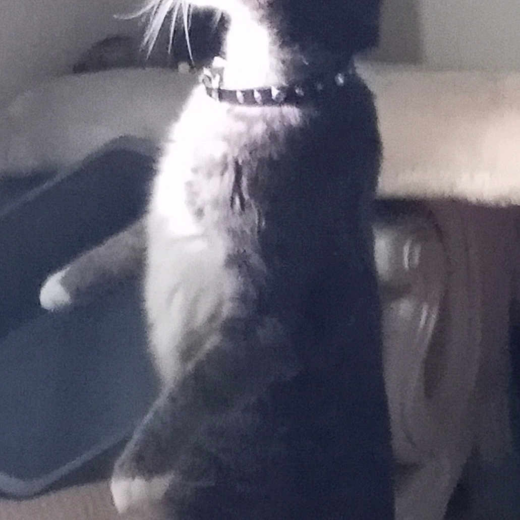 Meekowee Lou