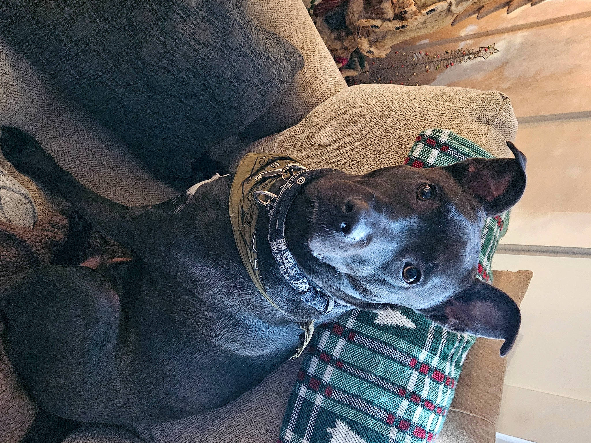 Jett is registered to the contest to win money with this photo: carnivore, collar, comfort, companion_dog, dog, dog_breed, dog_collar, dog_supply, electric_blue, fashion_accessory, fur, grey, hat, personal_protective_equipment, pet_supply, snout, sporting_group, sunglasses, whiskers, working_animal