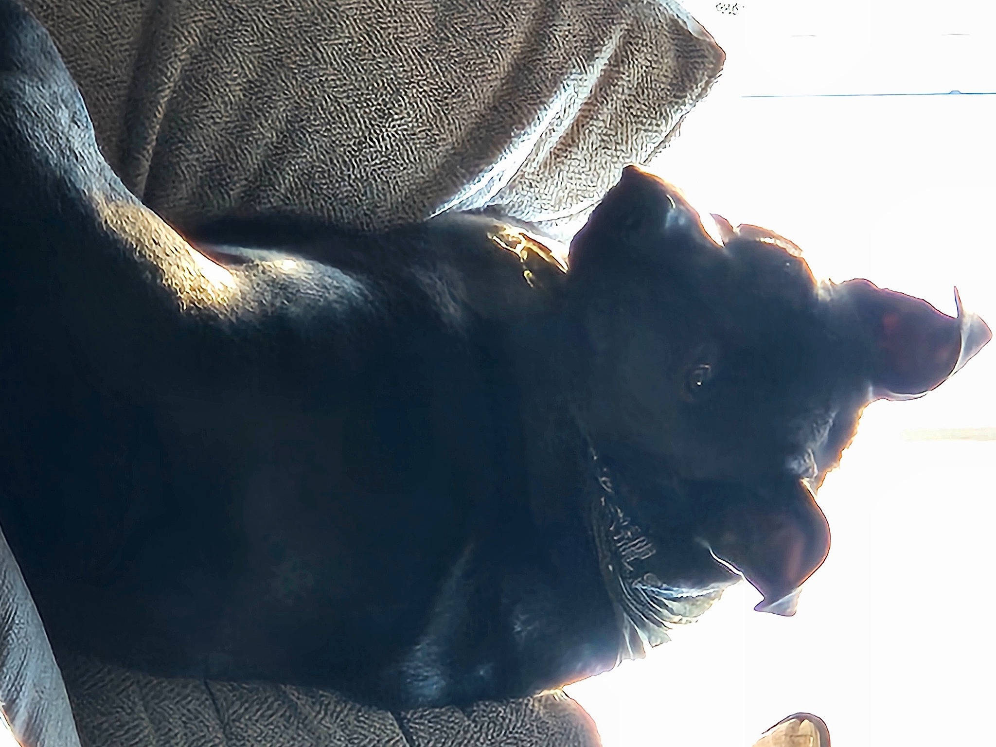 Jett joined the competition — help win amazing prizes! carnivore, comfort, companion_dog, dog, dog_breed, elbow, felidae, fur, human_leg, neck, shadow, sitting, small_to_medium_sized_cats, tail, tints_and_shades, whiskers, window