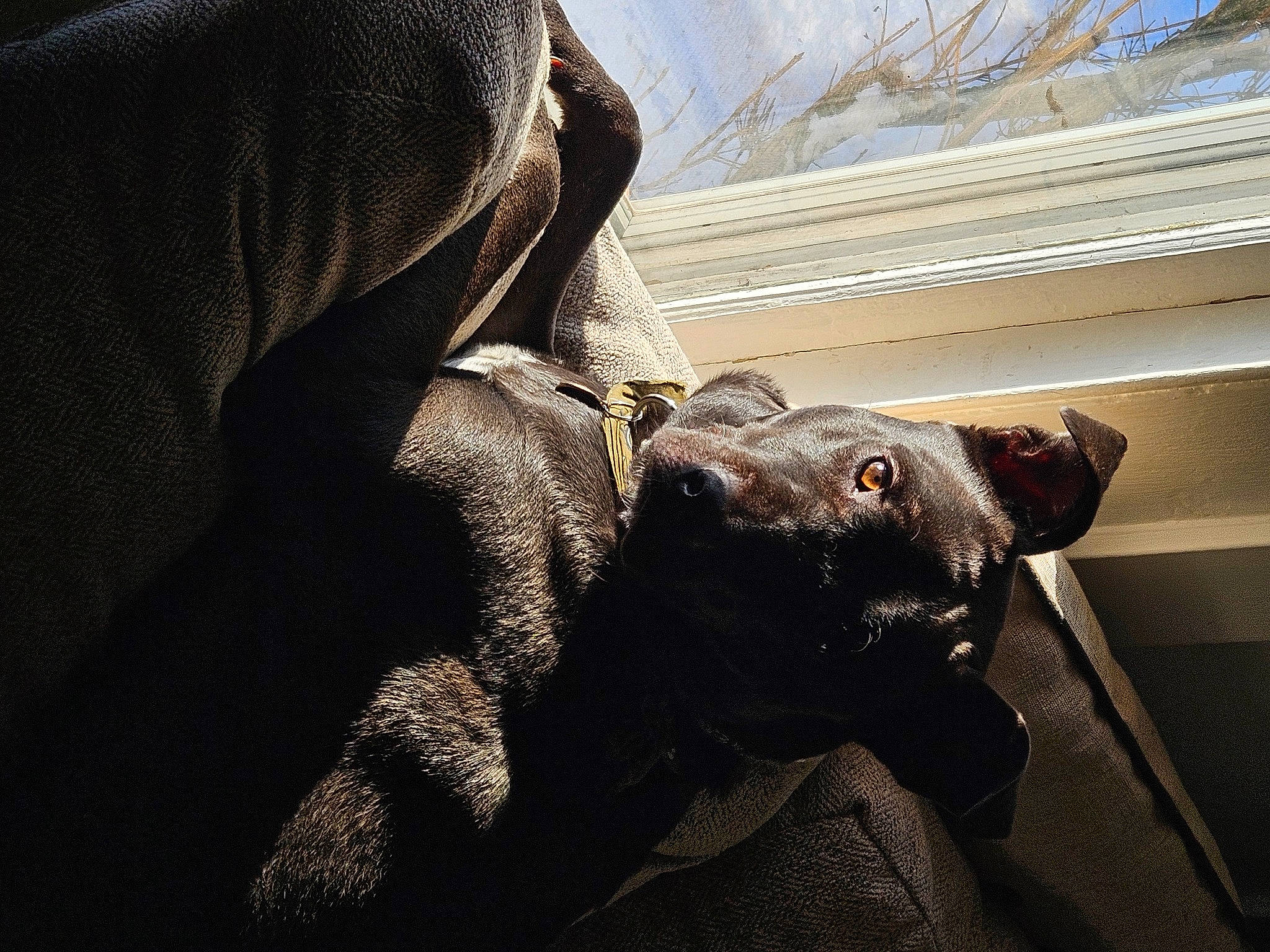 Jett is registered to the contest to win money with this photo: canidae, carnivore, comfort, companion_dog, dog, dog_breed, ear, eye, fawn, felidae, fur, jaw, small_to_medium_sized_cats, snout, sporting_group, tail, tints_and_shades, whiskers, window, working_animal