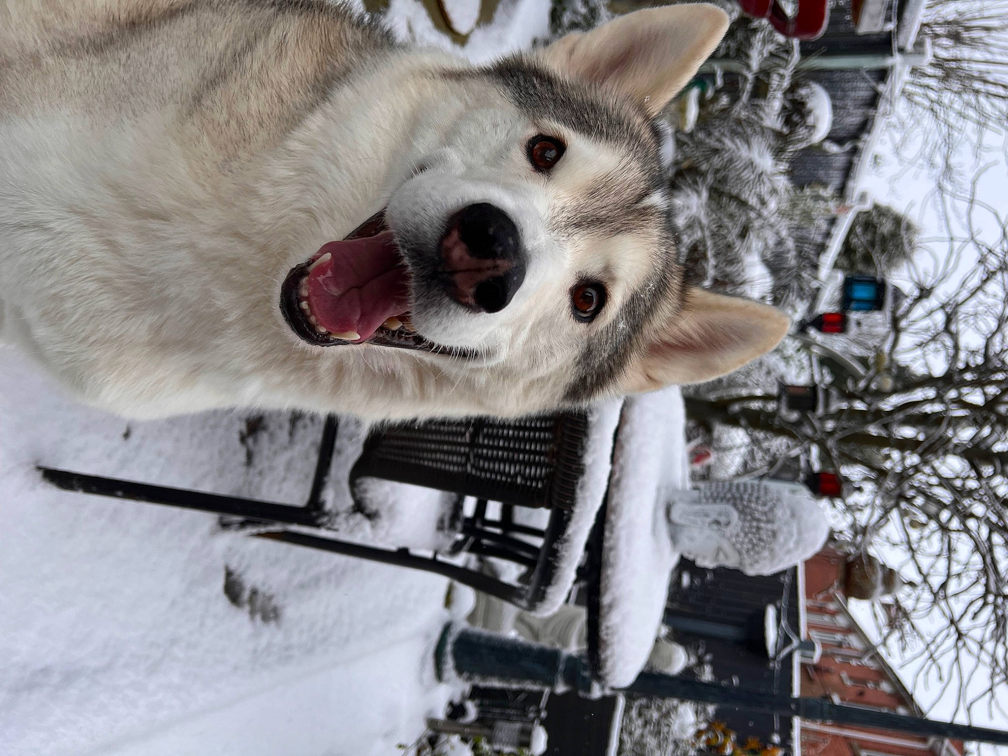 Loki joined the competition — help win amazing prizes! canis, carnivore, collar, companion_dog, dog, dog_breed, fang, freezing, fur, paw, precipitation, sled_dog, snout, snow, tree, vehicle, vehicle_registration_plate, whiskers, winter, yawn
