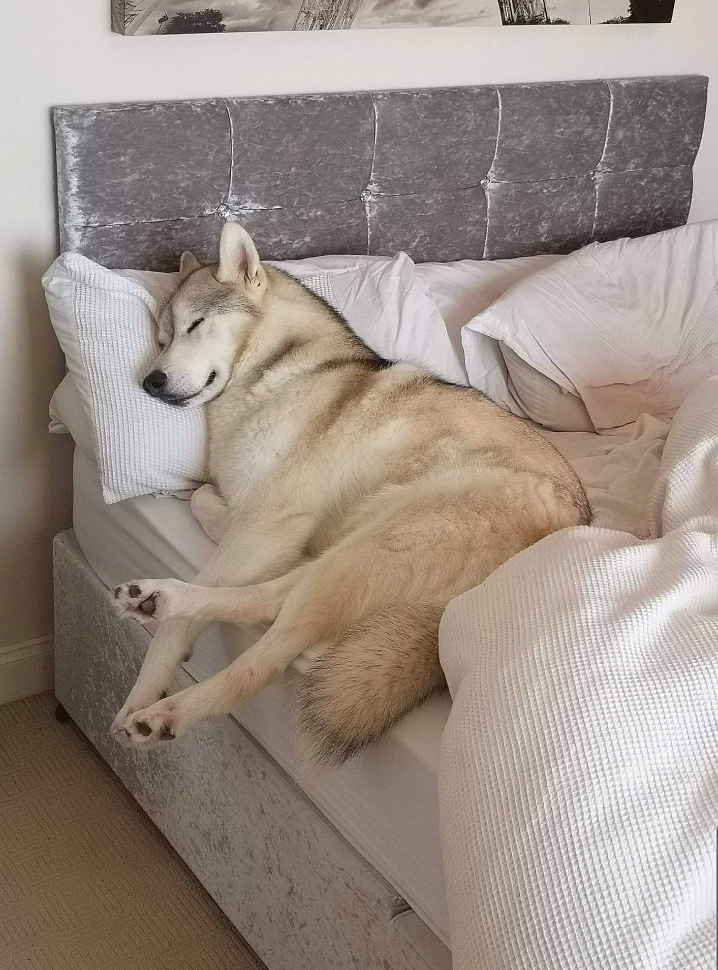 Loki joined the competition — help win amazing prizes! canidae, carnivore, dog, dog_breed, fawn, furniture, mammal, room, siberian_husky, tail, wolfdog