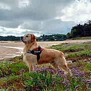 Replay participe au concours pour gagner de l'argent avec cette photo : dog, golden_retriever, harness, beach, sand, cloudy_sky, grass, flowers, purple_flowers, nature, outdoor, landscape, trees, forest, scenic, animal, pet, canine, walking, wildlife