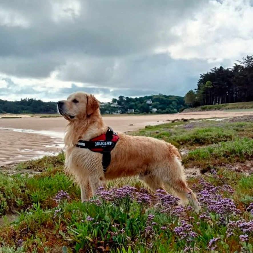 Replay participe au concours pour gagner de l'argent avec cette photo : dog, golden_retriever, harness, beach, sand, cloudy_sky, grass, flowers, purple_flowers, nature, outdoor, landscape, trees, forest, scenic, animal, pet, canine, walking, wildlife