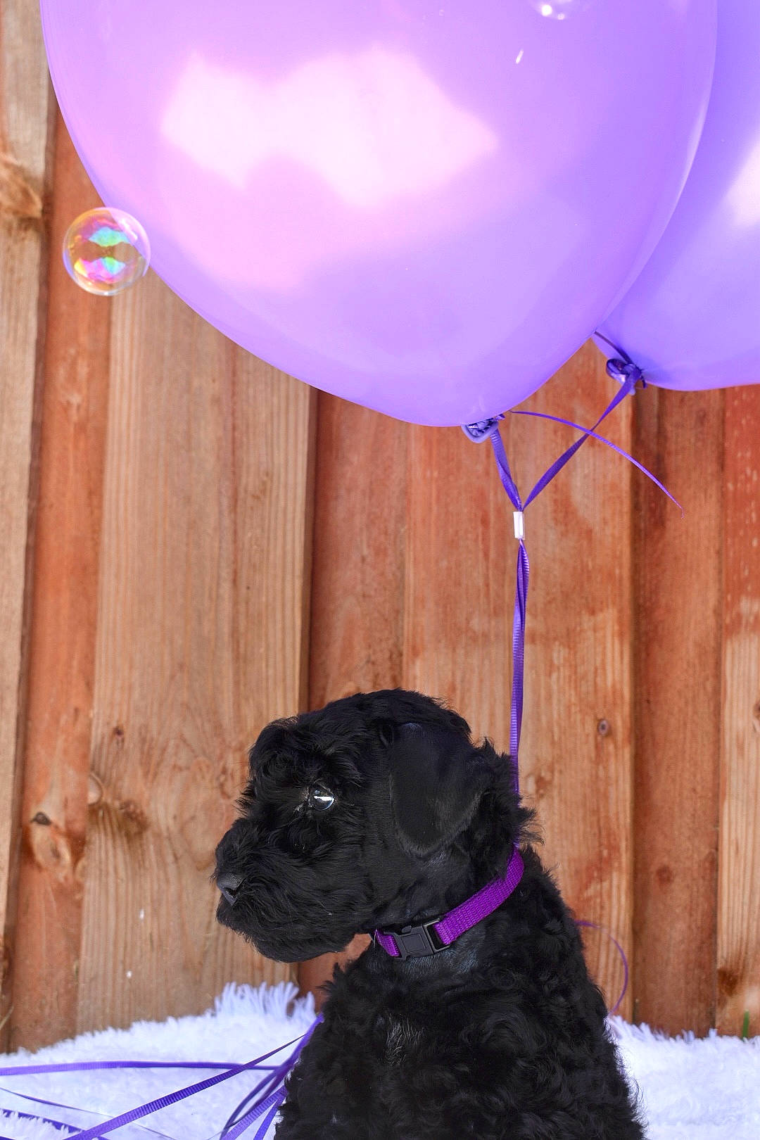 Purple is registered to the contest to win money with this photo: balloon, carnivore, chair, collar, companion_dog, dog, dog_breed, dog_collar, electric_blue, fawn, light, magenta, party_supply, pink, pug, purple, snout, white, window, working_animal