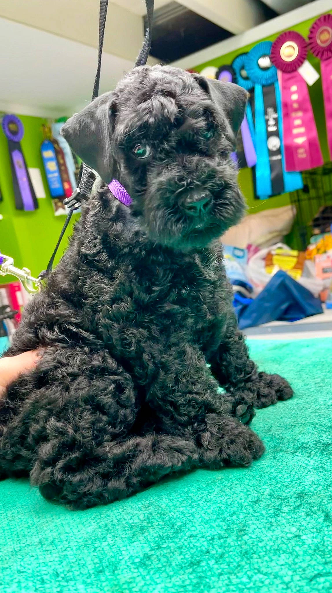 Purple joined the competition — help win amazing prizes! annual_plant, canidae, carnivore, companion_dog, dog, dog_breed, electric_blue, fawn, fur, magenta, non_sporting_group, snout, sporting_group, standard_schnauzer, terrestrial_animal, terrier, toy_dog, water_dog, wool, working_animal