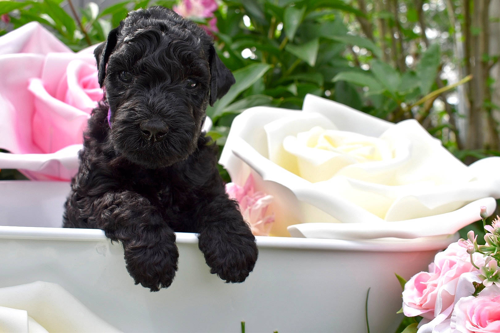 Purple is registered to the contest to win money with this photo: carnivore, companion_dog, dog, dog_breed, fawn, flower, flower_arranging, garden_roses, hybrid_tea_rose, petal, pink, plant, pug, rose, rose_family, rose_order, snout, toy, toy_dog, working_animal