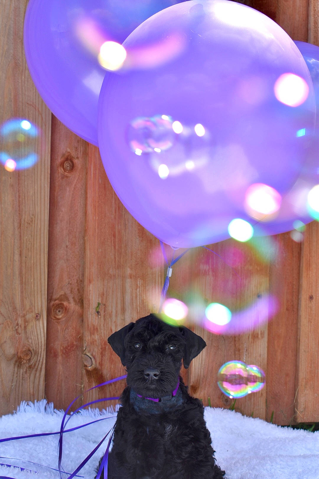 Purple is registered to the contest to win money with this photo: balloon, beauty, blue, carnivore, circle, collar, companion_dog, dog, dog_collar, electric_blue, event, fawn, light, lighting, magenta, party_supply, pink, purple, snow, violet