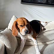 Rihanna participe au concours pour gagner de l'argent avec cette photo : animal, beagle, black_and_white, brown_and_white, couch, cozy, cushion, dog, floppy_ears, furniture, home, indoors, living_room, lounging, pet, portrait, relaxed, sleepy, sofa, sunlight