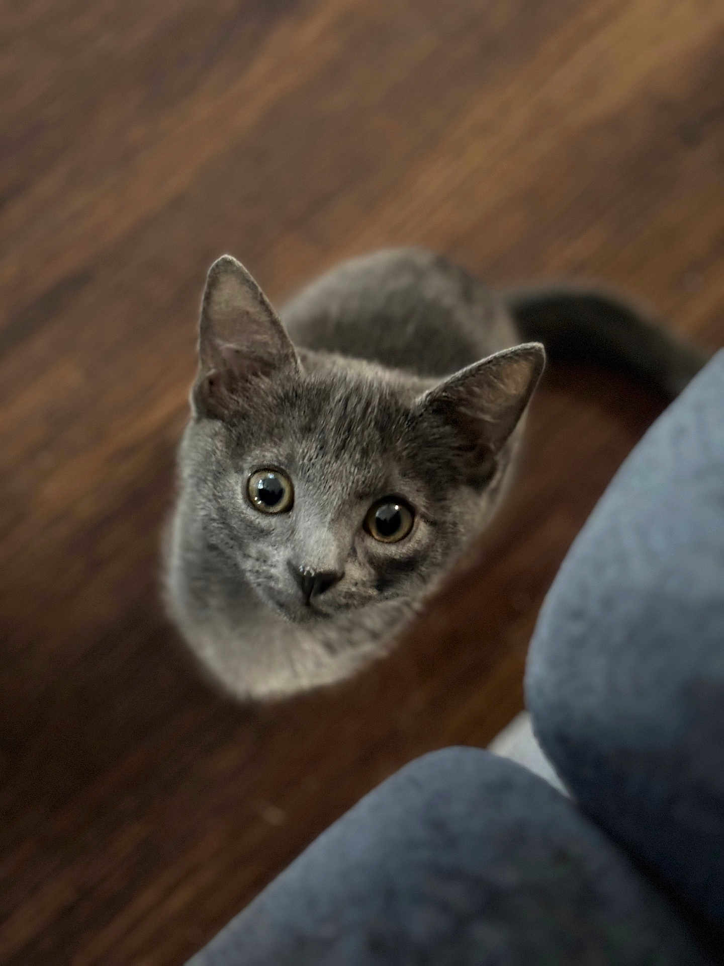 Eli