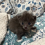 Eli is registered to the contest to win money with this photo: kitten, gray_fur, baby_animal, pet, cute, cozy, blanket, pattern, fluffy, small, indoor, animal, young, soft_texture, resting, curious, wide_eyes, feline, comfort, sleeping_area