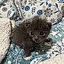 kitten, gray_fur, baby_animal, pet, cute, cozy, blanket, pattern, fluffy, small, indoor, animal, young, soft_texture, resting, curious, wide_eyes, feline, comfort, sleeping_area