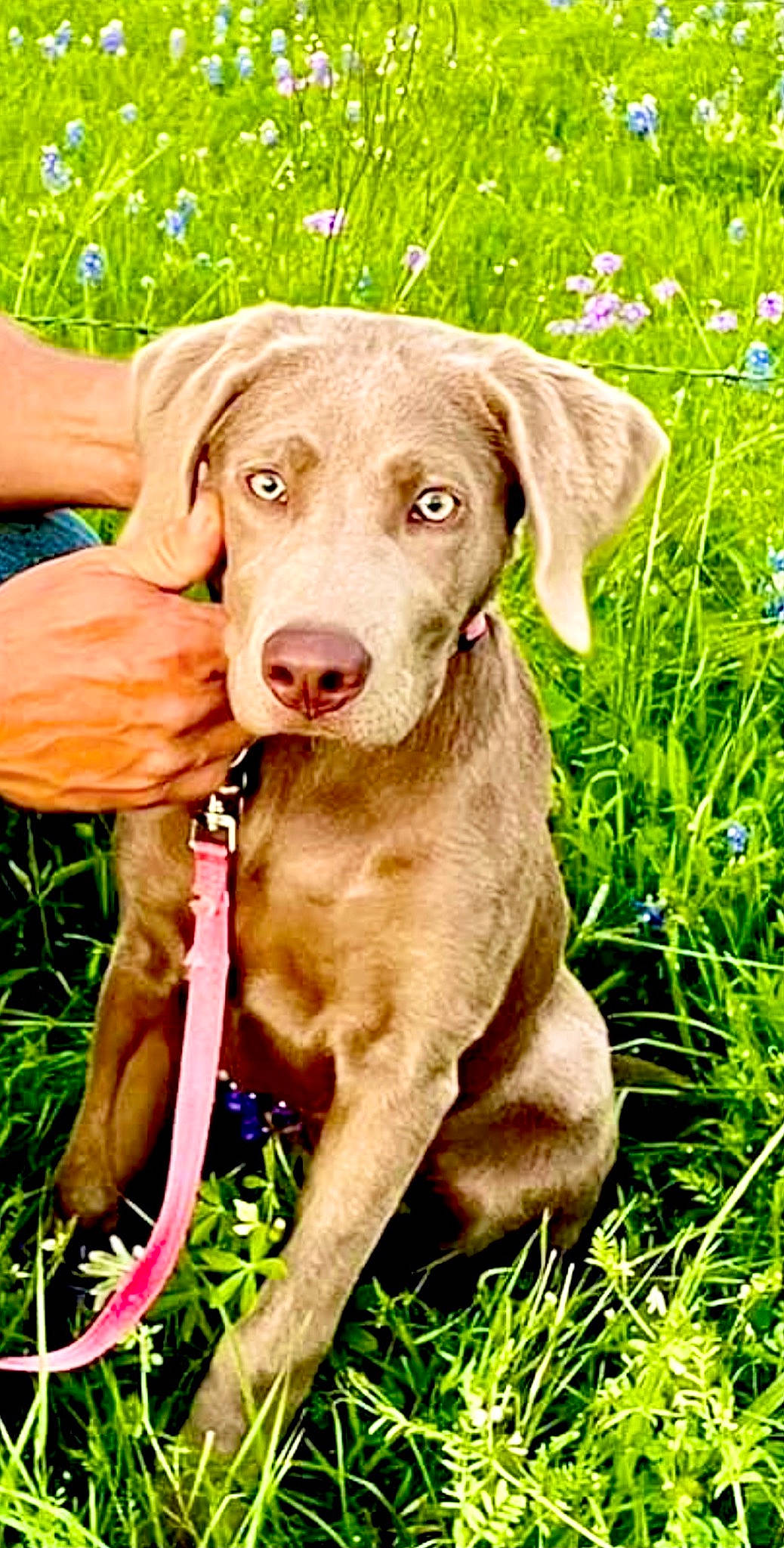 Nala is registered to the contest to win money with this photo: canidae, carnivore, collar, companion_dog, dog, dog_breed, dog_collar, fashion_accessory, fawn, grass, grassland, groundcover, gun_dog, hat, liver, plant, retriever, snout, sporting_group, working_animal