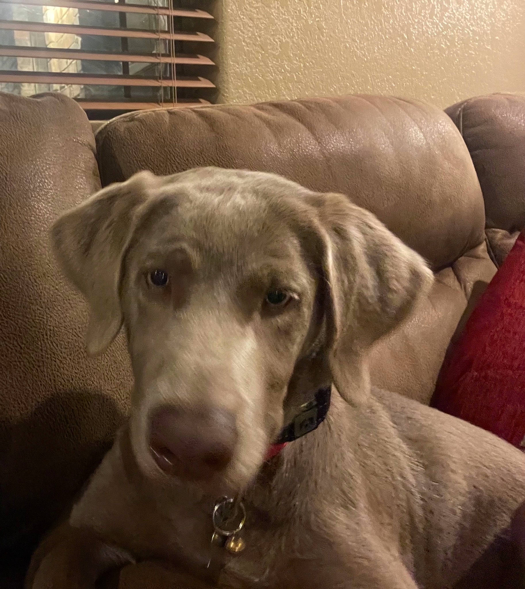 Nala is registered to the contest to win money with this photo: canidae, carnivore, comfort, companion_dog, couch, dog, dog_breed, dog_collar, fawn, flooring, fur, metal, pet_supply, rectangle, room, snout, sporting_group, square, whiskers, working_animal