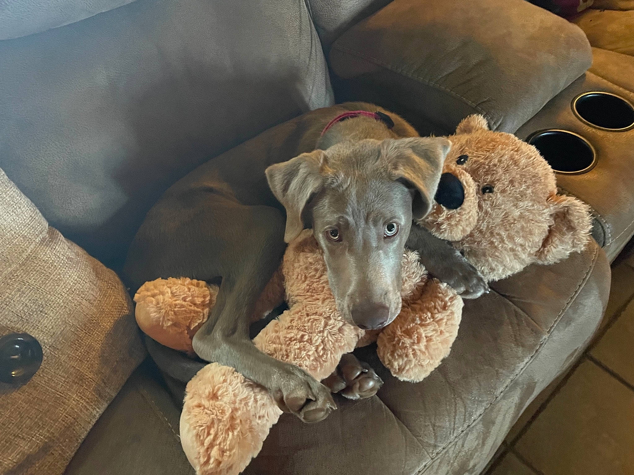 Nala joined the competition — help win amazing prizes! canidae, carnivore, comfort, companion_dog, couch, dog, dog_breed, dog_supply, fawn, furniture, non_sporting_group, pet_supply, pointing_breed, sighthound, snout, sporting_group, terrestrial_animal, toy_dog, whiskers, working_animal