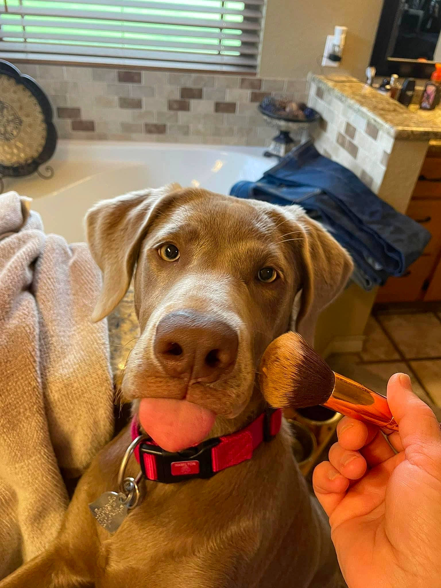 Nala is registered to the contest to win money with this photo: canidae, carnivore, collar, companion_dog, dog, dog_breed, dog_collar, dog_supply, fashion_accessory, fawn, hound, leash, liver, pet_supply, snout, whiskers, window, wood, working_animal, working_dog