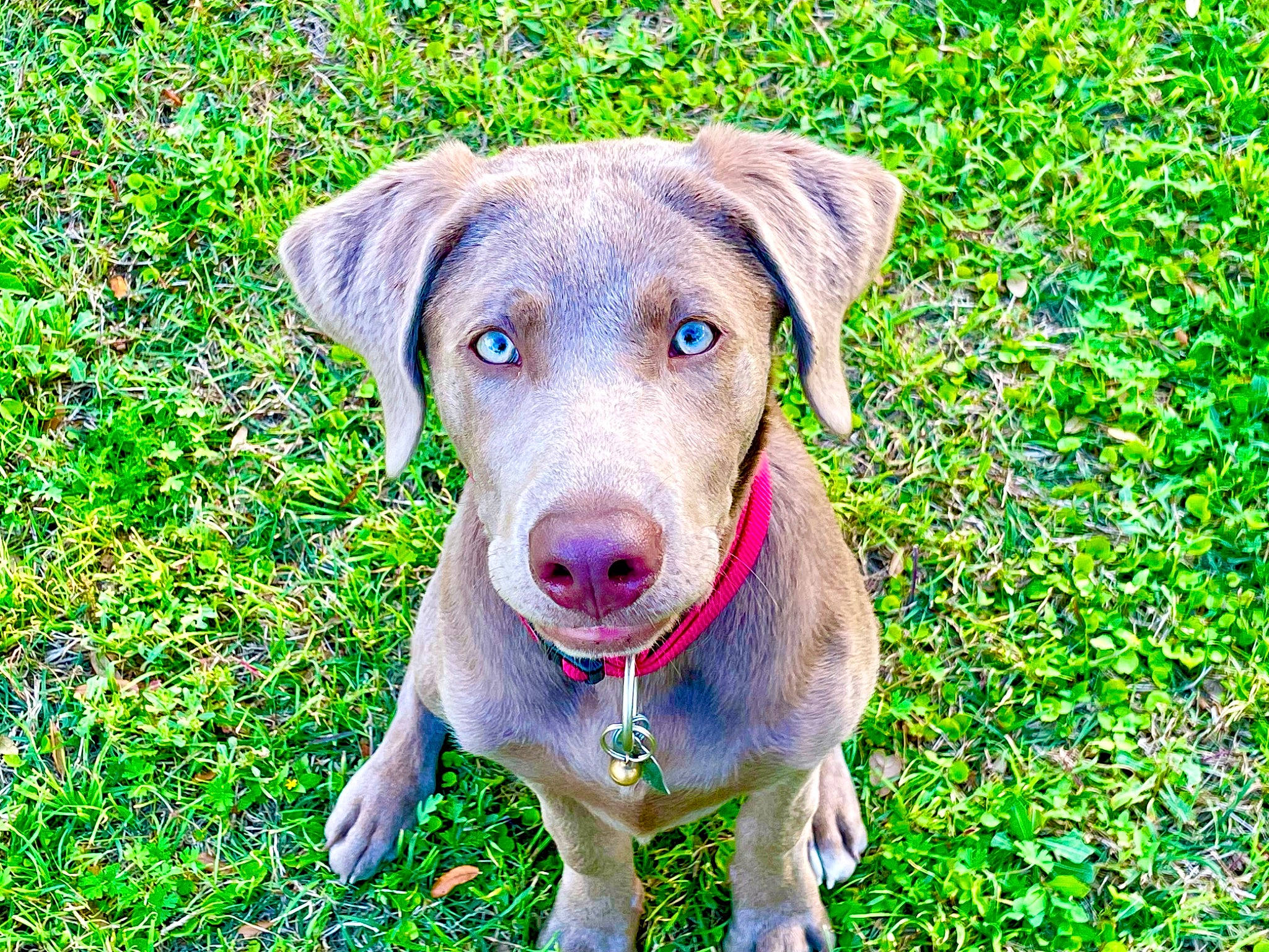 Nala is registered to the contest to win money with this photo: carnivore, circle, companion_dog, dog, dog_breed, fawn, grass, grassland, groundcover, liver, people_in_nature, pet_supply, plant, sporting_group, working_animal