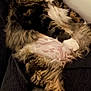cat, tabby, fluffy, relaxed, lounging, indoor, feline, pet, couch, white_paws, curious_eyes, fur, animal, mammal, household, domestic, resting, looking, closeup, soft_lighting