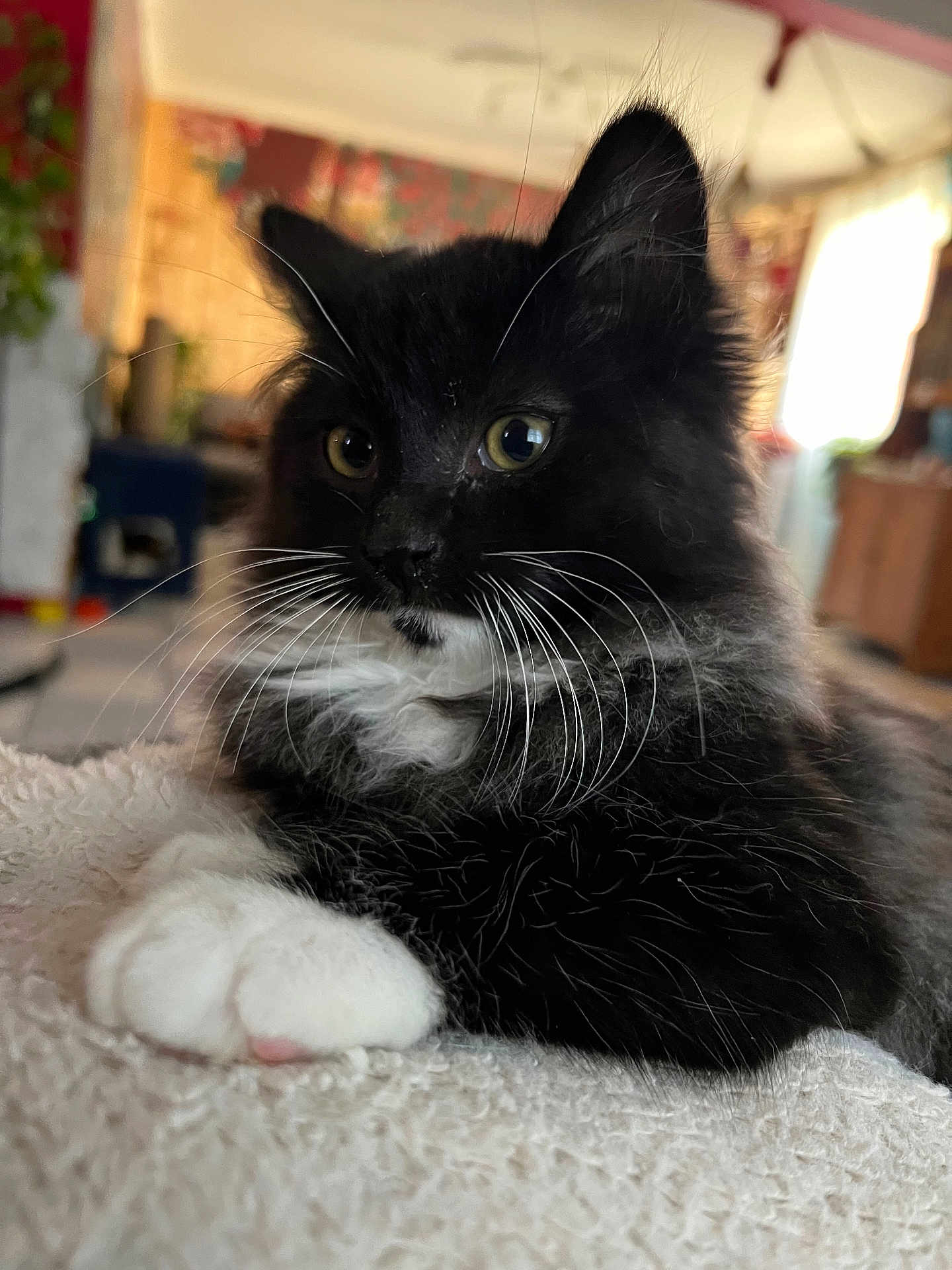 Steeve participe au concours pour gagner de l'argent avec cette photo : cat, kitten, black_and_white, whiskers, fur, paw, indoor, blanket, soft_texture, closeup, portrait, cute, pet, animal, feline, relaxed, curious, young, cozy, domestic