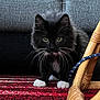 Steeve a rejoint le concours — aidez-le/la à gagner de superbes lots ! kitten, cat, black_cat, white_paws, whiskers, carpet, red_carpet, patterned_carpet, wicker_chair, rope, indoor, pet, furniture, curious, crouching, furry, cute, animal, domestic, home