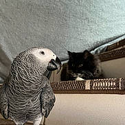 Steeve participe au concours pour gagner de l'argent avec cette photo : african_grey_parrot, bird, cat, indoor, pet, animal, feathers, fur, step, woven_mat, black_cat, white_paws, closeup, perched, resting, domestic, cozy, natural_light, background, focus