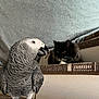 african_grey_parrot, bird, cat, indoor, pet, animal, feathers, fur, step, woven_mat, black_cat, white_paws, closeup, perched, resting, domestic, cozy, natural_light, background, focus