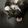 Steeve participe au concours pour gagner de l'argent avec cette photo : kitten, cat, black_and_white, fur, whiskers, paws, upside_down, playful, curious, eyes, pet, animal, cute, indoor, resting, texture, fabric, gray, closeup, soft