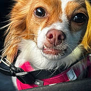 Chiquita joined the competition — help win amazing prizes! dog, pet, close_up, portrait, small_dog, fur, whiskers, pink_harness, animal, canine, cute, face, ears, nose, eyes, expression, indoor, leash, detail, blurred_background
