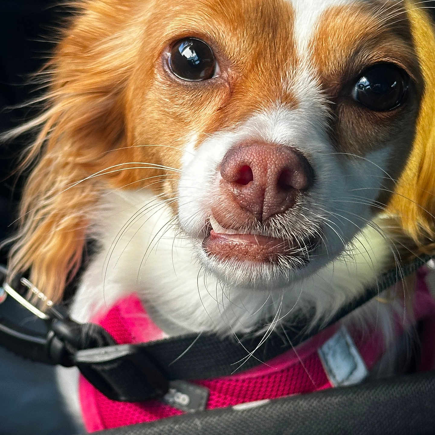 Chiquita
