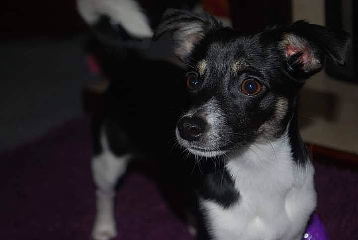 Hogan joined the competition — help win amazing prizes! carnivore, companion_dog, dog, dog_breed, ear, fur, small_terrier, snout, terrier, toy_dog, whiskers, working_animal