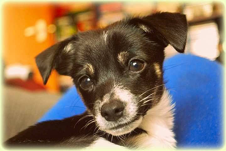 Hogan is registered to the contest to win money with this photo: borador, carnivore, companion_dog, dog, dog_breed, electric_blue, fur, paw, rectangle, snout, whiskers, working_animal